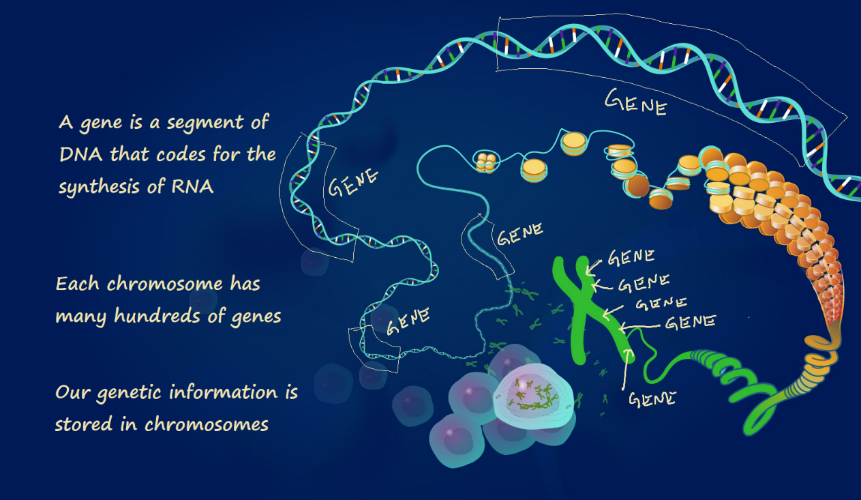 Figure 4.7 Illustration showing gene locations at different scales of DNA packaging.