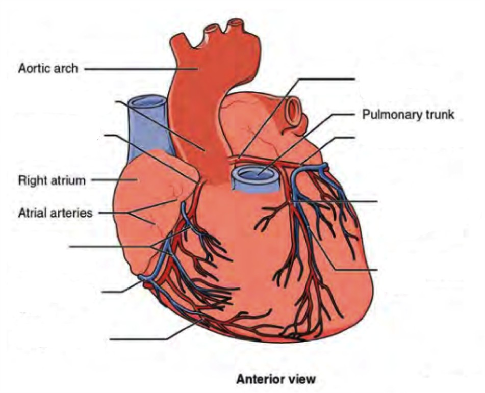 Label the prominent coronary surface vessels from the Anterior view of heart