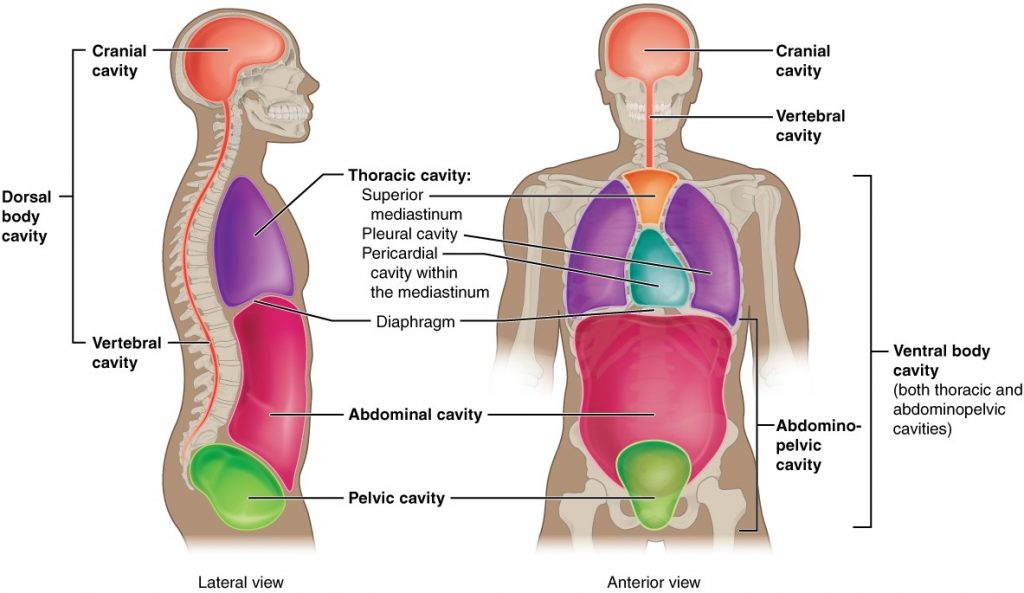 Diagram of body cavities