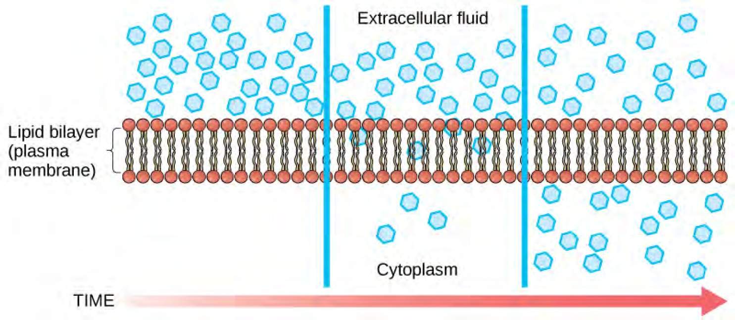 The left part of this illustration shows a substance on one side of a membrane only. The middle part shows that, after some time, some of the substance has diffused across the plasma membrane. The right part shows that, after more time, an equal amount of the substance is on each side of the membrane.
