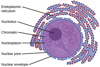 Eukaryotic Nucleus