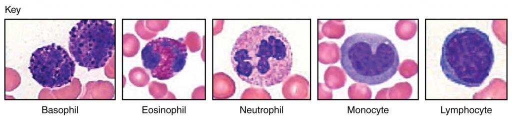 Structures - Basophil, Eosinophil, Neutrophil, Monocyte, Lymphocyte