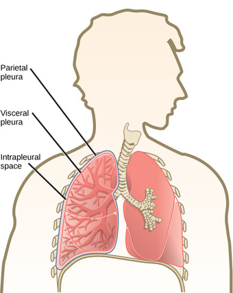Visceral pleura