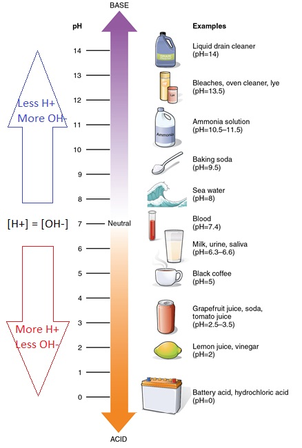 Figure 2.17 pH of various solutions. The lower the pH, the more hydrogen ions (H+) the solutions has. The higher the pH, the less hydrogen ions the solution has. 