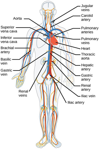 Major arteries and veins
