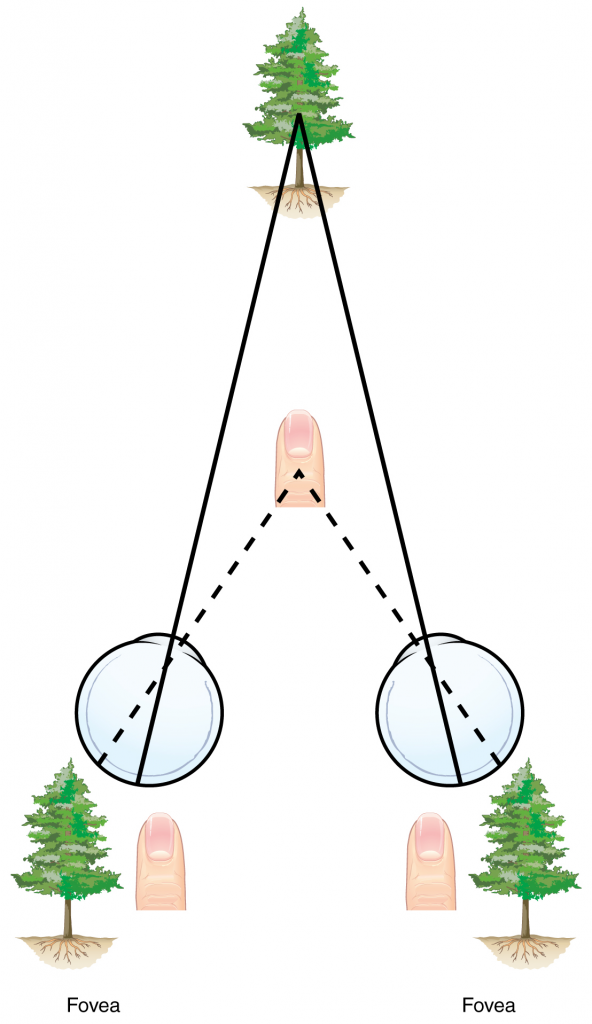 Image showing Retinal disparity