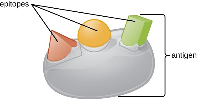 An antigen is a macromolecule that reacts with components of the immune system. A given antigen may contain several motifs that are recognized by immune cells.
