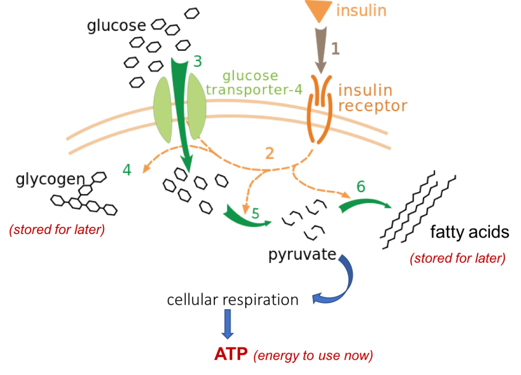 Schematic showing insulin binding to its receptors on the cell membrane, triggering GLUT-4 glucose transporters to open on the membrane. This allows glucose to enter the cell, where it can be used in several ways.