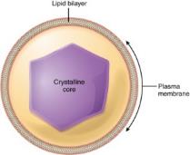 Peroxisomes: Contain enzymes that catabolize (break down) fatty acids and some chemical toxins