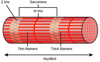 Sarcomere