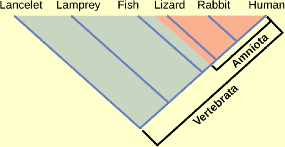Illustration shows the V-shaped Vertebrata clade, which includes lancelets, lamprey, fish, lizards, rabbits and humans. Lancelets are at the left tip of the V, and humans are at the right tip. Four more lines are drawn parallel to the lancelet line; each of these lines starts further up the right arm of the V than the next. At the end of each line, from left to right, are lampreys, fish, lizards, and rabbits. Lizards, rabbits and humans, which form a small V nested in the upper right corner of the Vertebrata V, are in the clade Amniota.