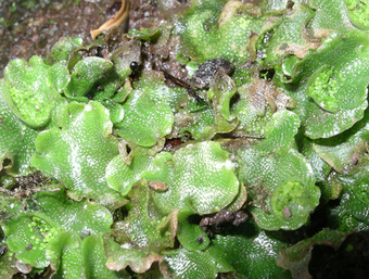 Liverworts