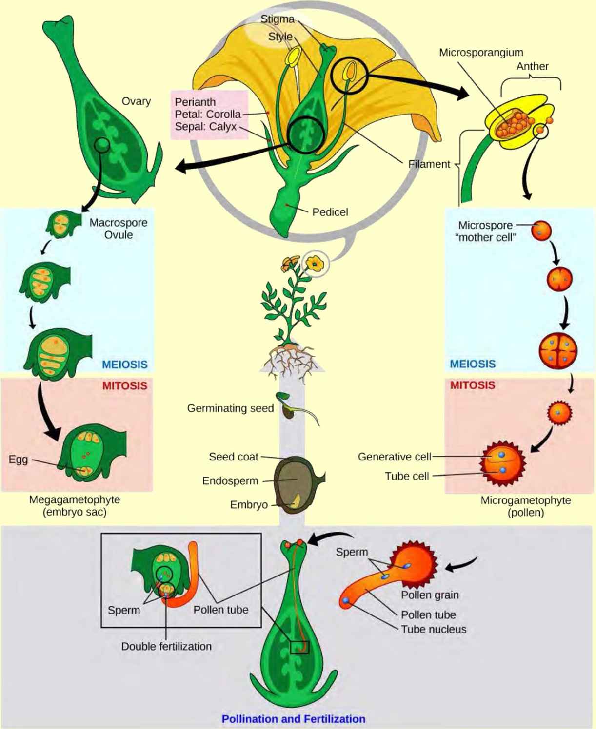Illustration shows a tulip in cross section at the top of a clockwise circular series of images. An enlargement of the anther shows microsporangium inside. One microspore (the “mother cell”) undergoes meiosis to the four-cell stage. The mother cell then undergoes mitosis to become a microgametophyte, or pollen grain. Counterclockwise from the flower cross section, an ovary is shown with several macrospore ovules inside. One is shown developing into the embryo sac through meiosis then mitosis. At the bottom of the illustration, the pollen grain lands on the stigma of a flower, and a pollen tube grows from the pollen grain down inside the style to the ovary. The pollen tube contains a pollen tube nucleus and two sperm. The sperm fertilize the egg and the polar nuclei within the embryo sac (double fertilization).
