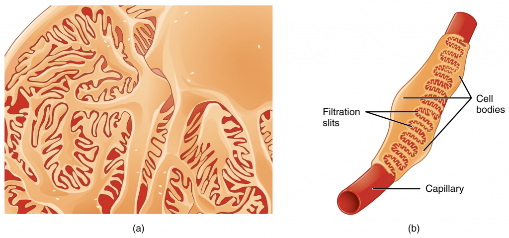 Podocytes interdigitate with structures called pedicels and filter substances in a way similar to fenestrations. In (a), the large cell body can be seen at the top right corner, with branches extending from the cell body. The smallest finger-like extensions are the pedicels. Pedicels on one podocyte always interdigitate with the pedicels of another podocyte. (b) This capillary has three podocytes wrapped around it.