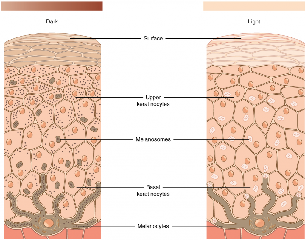 Diagram of skin pigmentation in cells