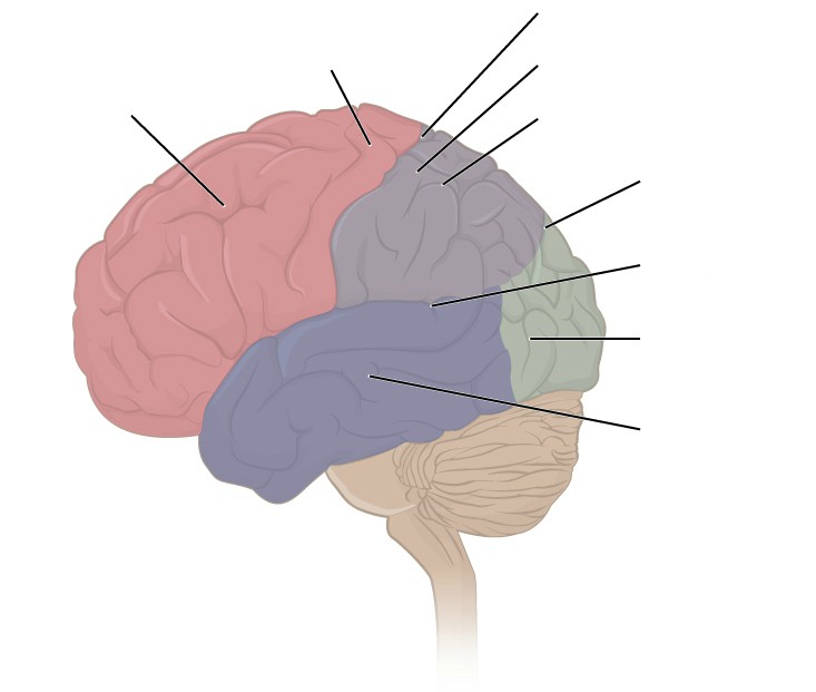 Label to lobes of cerebral cortex
