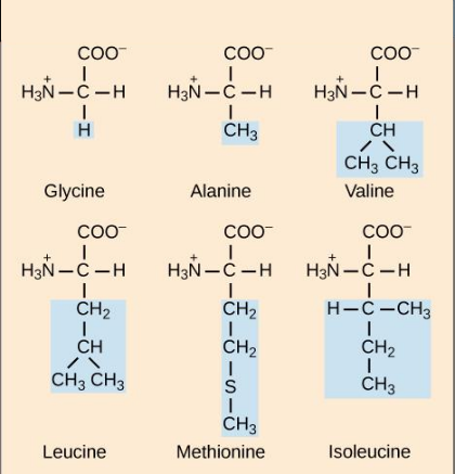 Figure 3.22 Six examples of amino acids. All amino acids have in common a central α carbon covalently bound to a hydrogen (shown on the right of the central carbon), an amino functional group (represented as –NH3+, shown on the left), a carboxyl (acid) functional group (shown on the top as -COO-). Different amino acids have a different side chain R (shown on the bottom in blue) 
