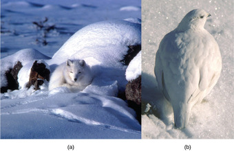 Adaptations: Winter Coats