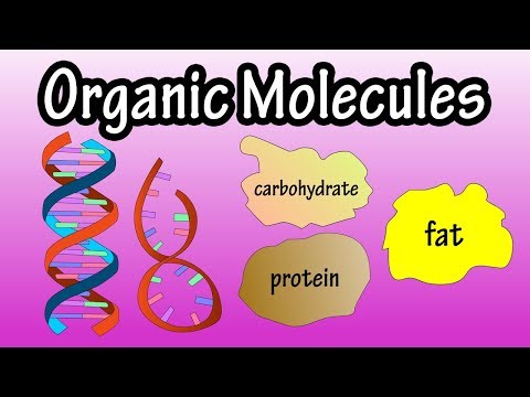 Major Groups Of Organic Molecules - What Are Organic Molecules - The Molecules Of Life