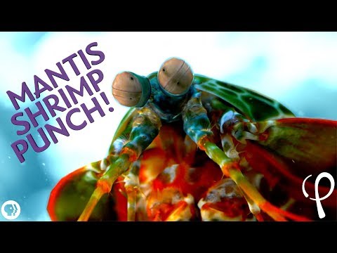 Thumbnail for the embedded element "Mantis Shrimp Punch at 40,000 fps! - Cavitation Physics"