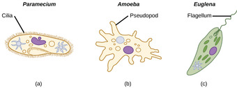Different types of motility in protists
