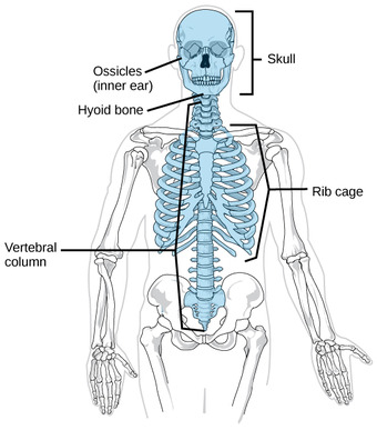 Axial skeleton