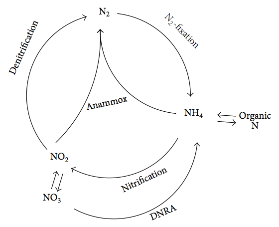 Nitrogen Cycle