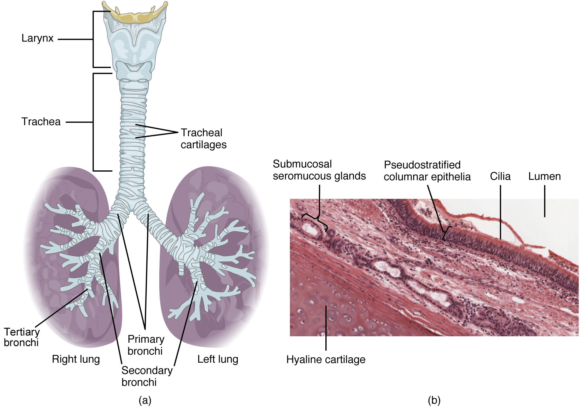 The top panel of this figure shows the trachea and its organs. The major parts including the larynx, trachea, bronchi, and lungs are labeled.
