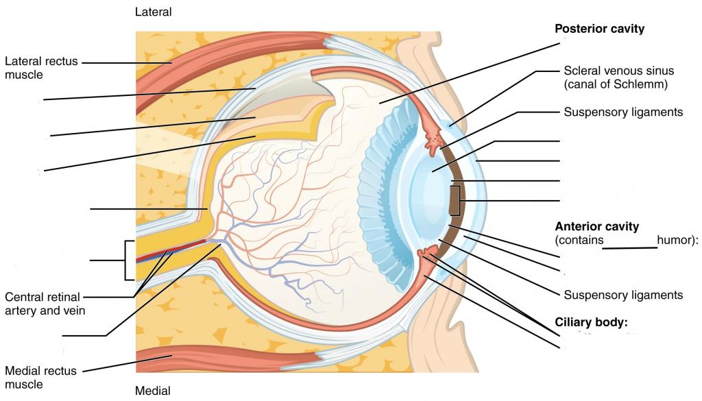 Predefined space to Label the structures and regions of the Human Eye Anatomy