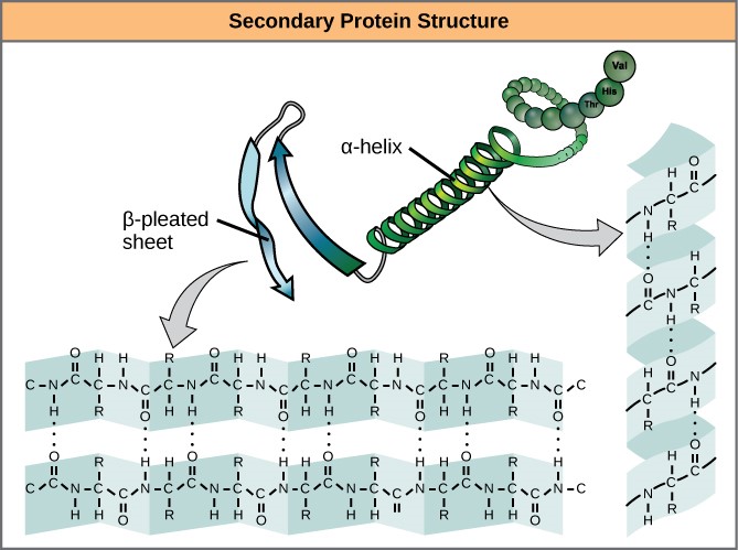Secondary protein structure