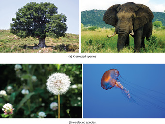K- and r- selected species