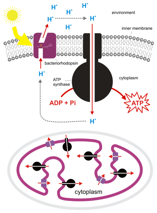 Rhodopsin-Based Phototrophy