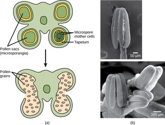 Microsporangium