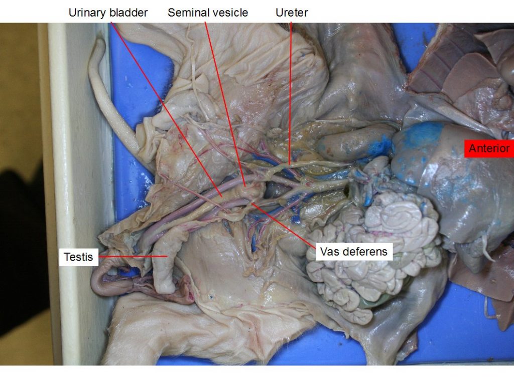 Seminal vesicle, testis, ureter, urinary bladder, vas deferens.