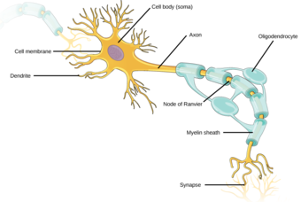 Cellular structure of neurons