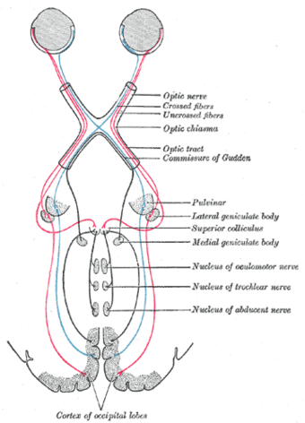 Visual sensory system