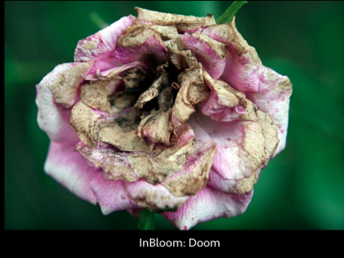 Withering flower. Text at bottom: InBloom: Doom