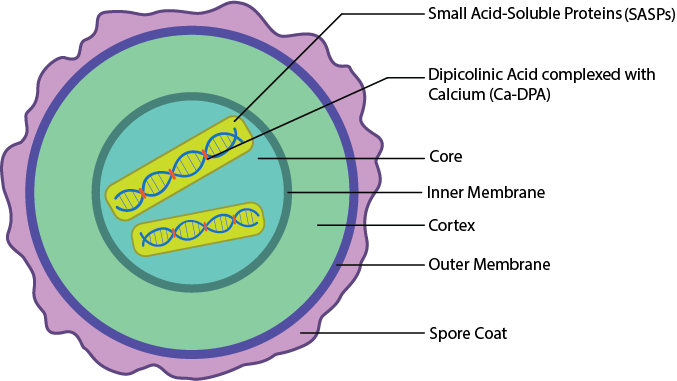 Endospore Layers.