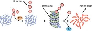 Proteasome surrounds protein with a ubiquitin tag and breaks it down into amino acids during a reaction that produces ubiquitin and ADP.