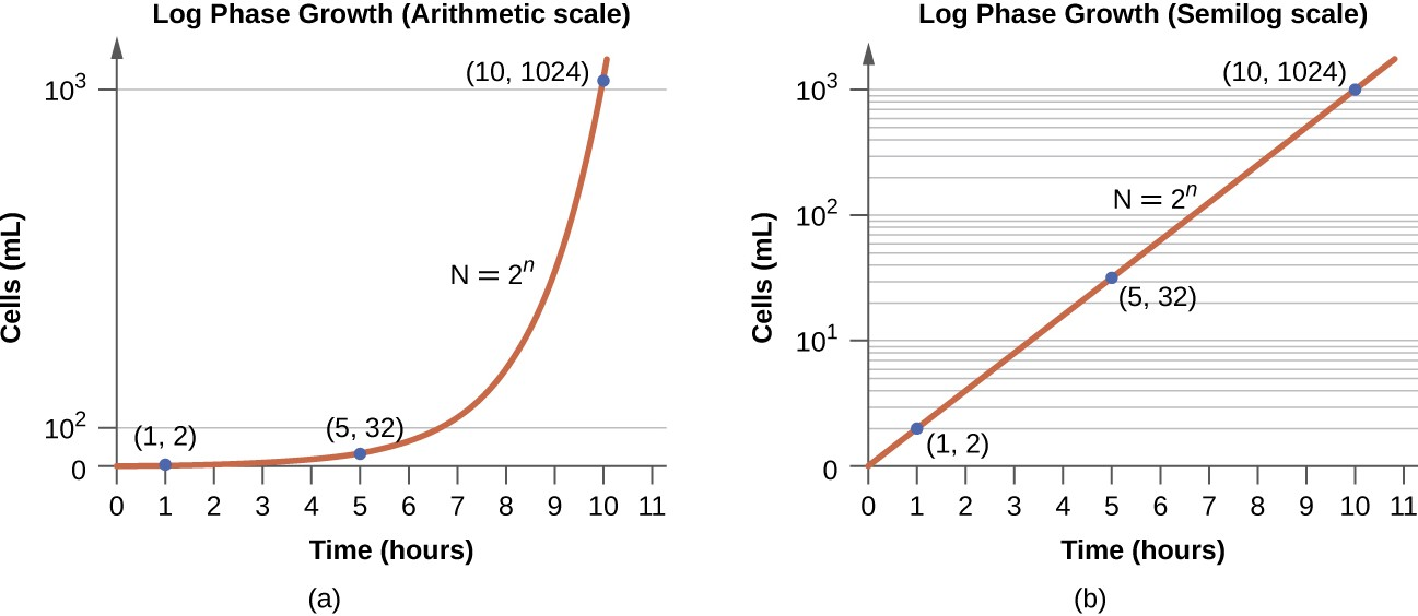 Both graphs illustrate population growth during the log phase for a bacterial sample with an initial population of one cell and a doubling time of 1 hour. (a) When plotted on an arithmetic scale, the growth rate resembles a curve. (b) When plotted on a semilogarithmic scale (meaning the values on the y-axis are logarithmic), the growth rate appears linear.