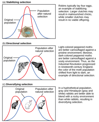 Types of natural selection