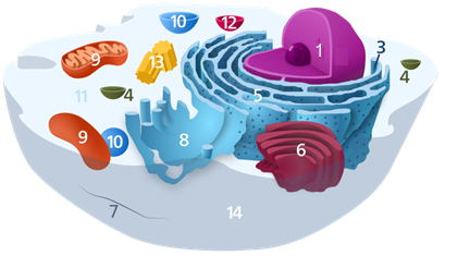 Figure 4.1 3-D representation of a simple human cell. The top half of the cell volume was removed. Number 1 shows the nucleus, numbers 3 to 13 show different organelles immersed in the cytosol, and number 14 on the surface of the cell shows the plasma membrane.