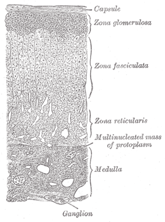 Adrenal gland