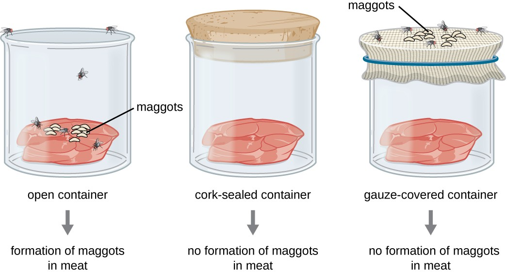 Francesco Redi’s experimental setup consisted of an open container, a container sealed with a cork top, and a container covered in mesh that let in air but not flies. Maggots only appeared on the meat in the open container. However, maggots were also found on the gauze of the gauze-covered container.