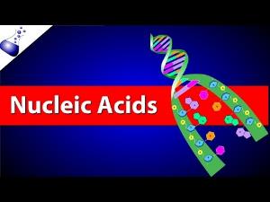 Nucleic Acids