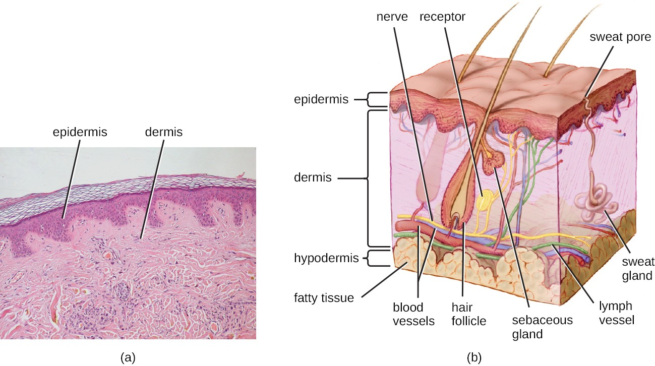 (a) A micrograph of a section through human skin shows the epidermis and dermis. (b) The major layers of human skin are the epidermis, dermis, and hypodermis.
