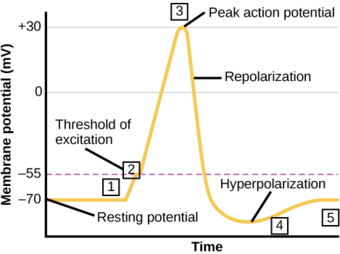 Formation of an action potential