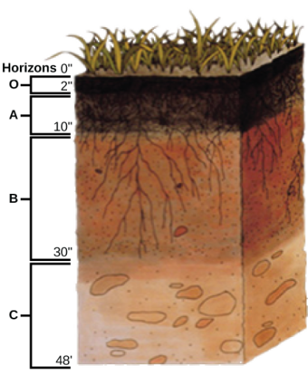 Soil profile