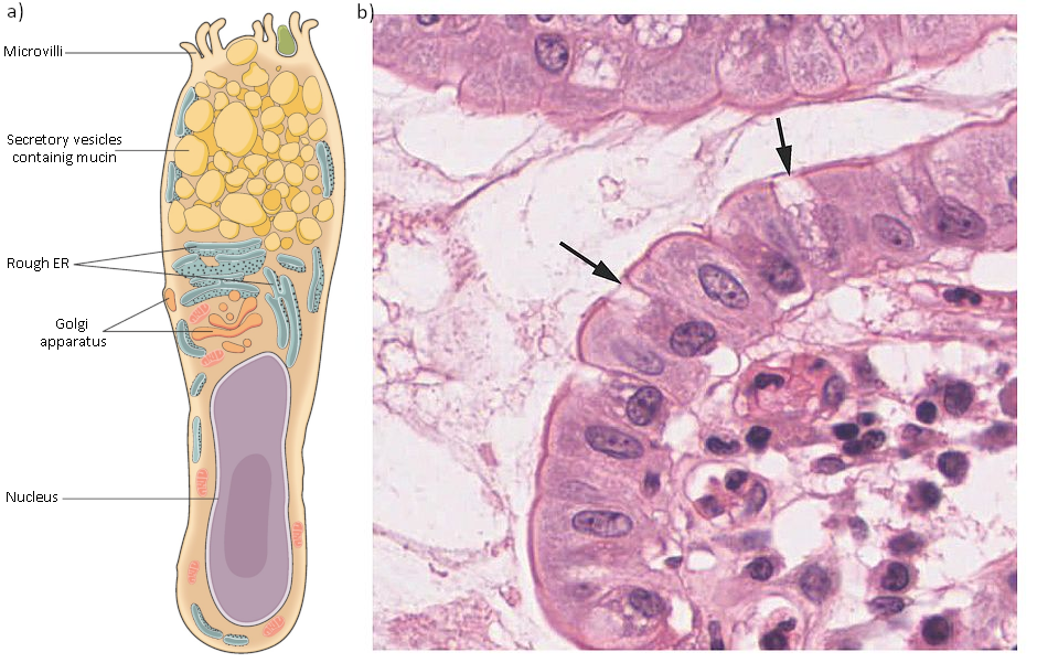 Diagram and photograph of goblet cell