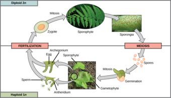 Life cycle of a fern